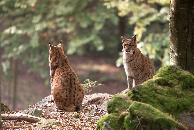 pair of bobcats