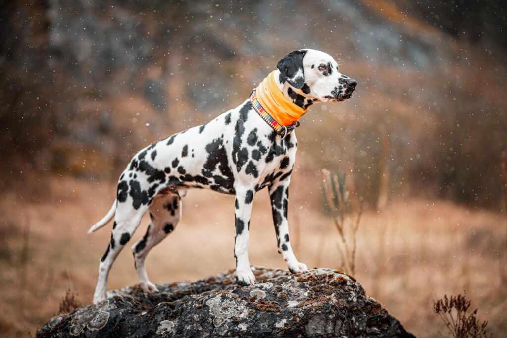 Dalmatian dog