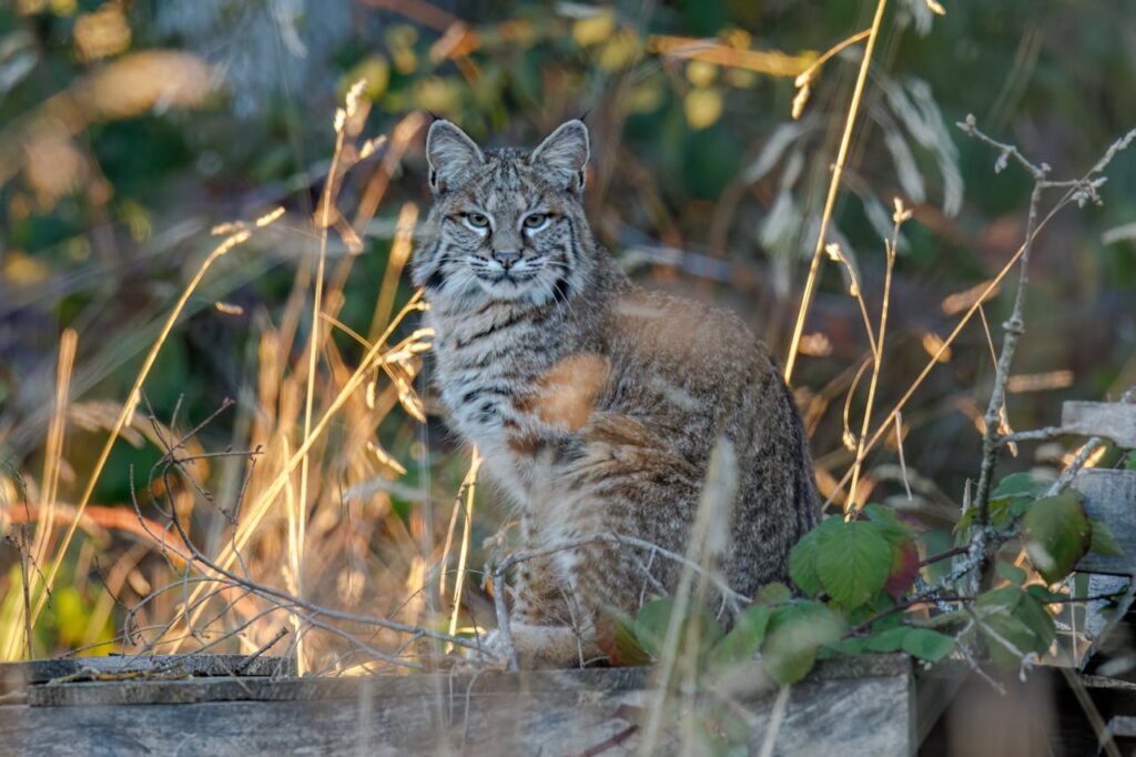 bobcat facts