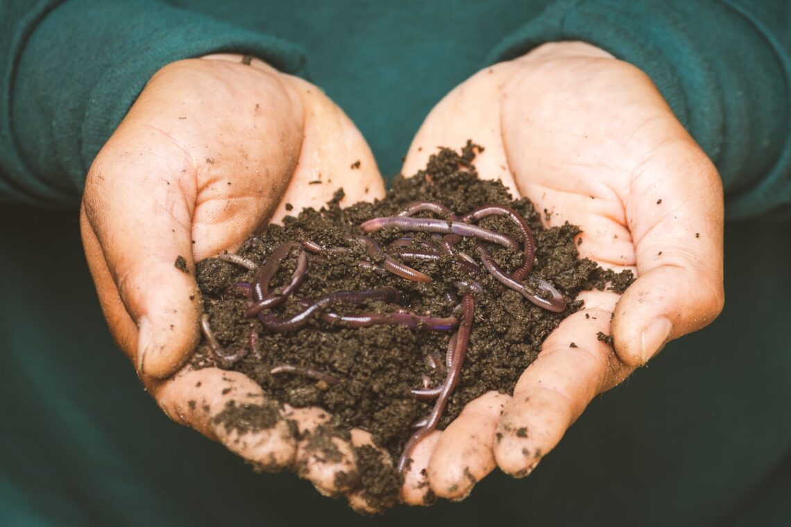 interesting facts about worms