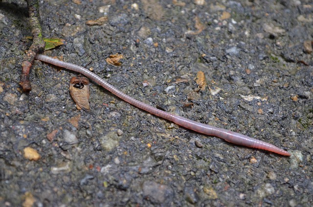 the common earthworm