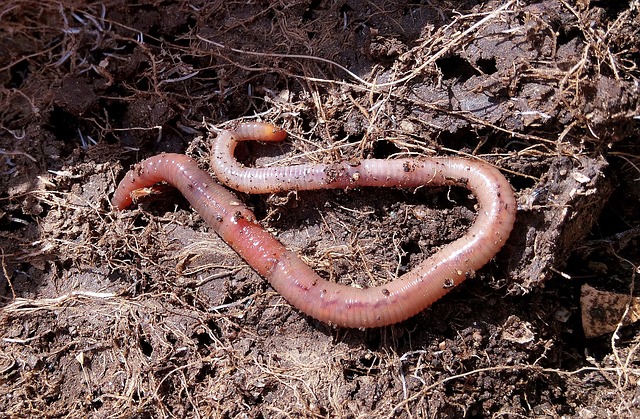 interesting facts about worms