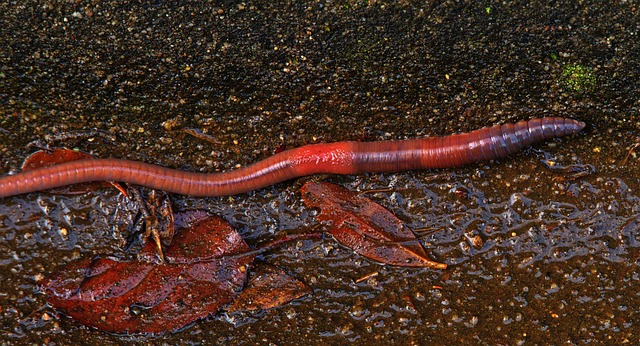 earthworm