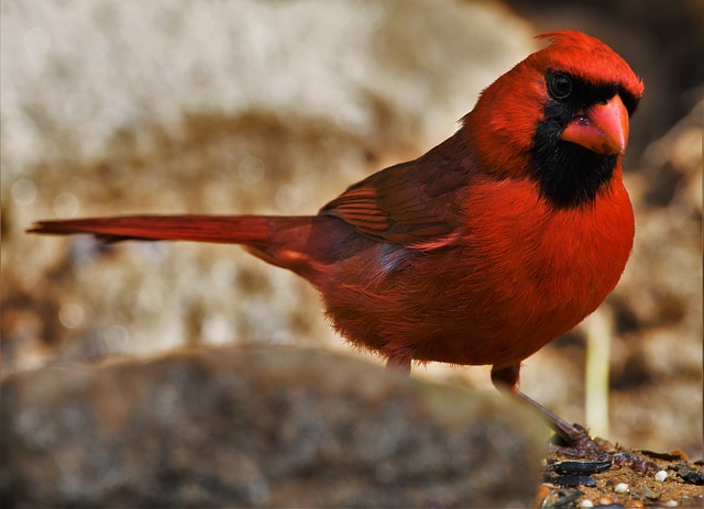 facts about cardinals