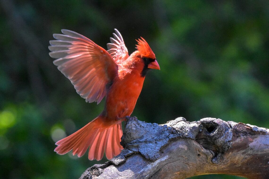 cardinals