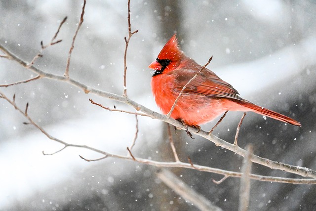 interesting facts about cardinals