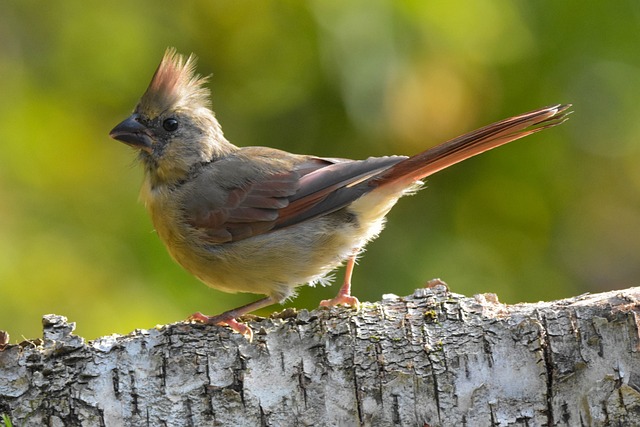 interesting facts about cardinals