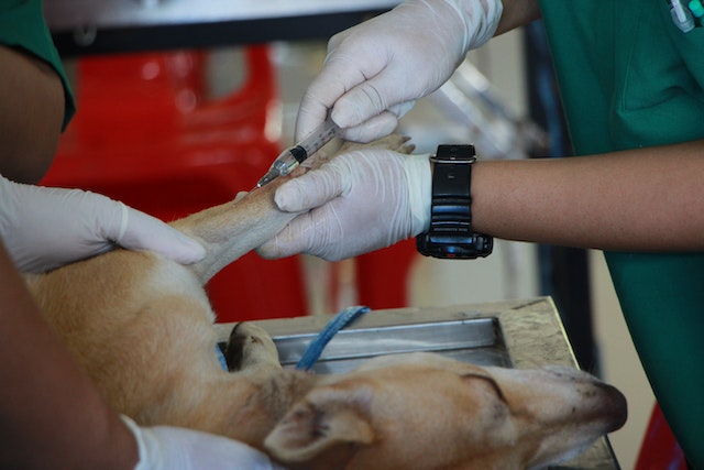 veterinary medicine