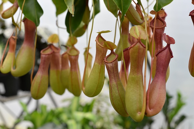 Pitcher plants