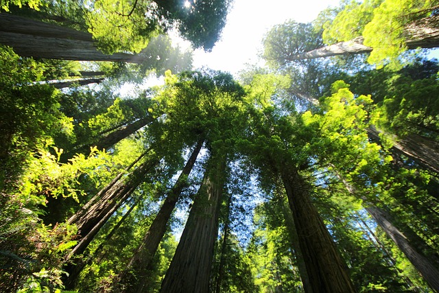 redwood tree