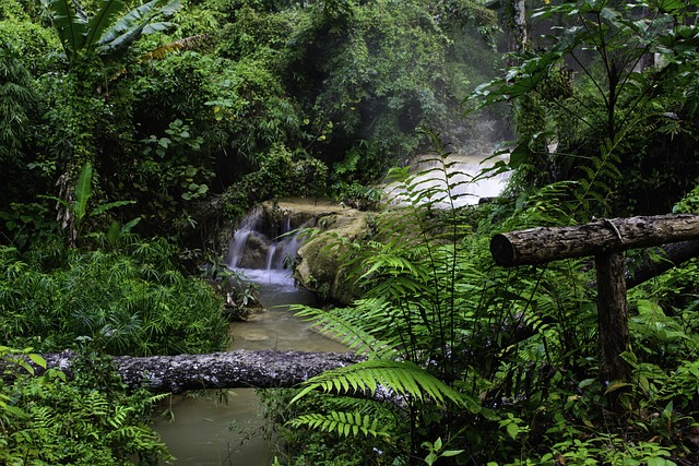 Thailand's lush forests