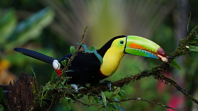 toucan