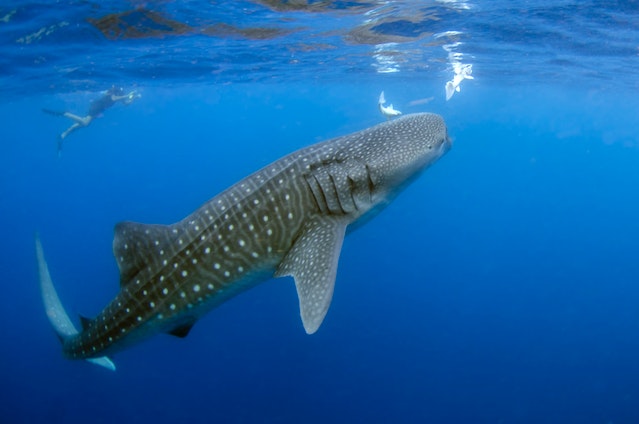 The Whale shark