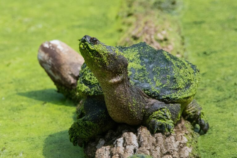 Best 20 Interesting Facts About Snapping Turtles Revealed!