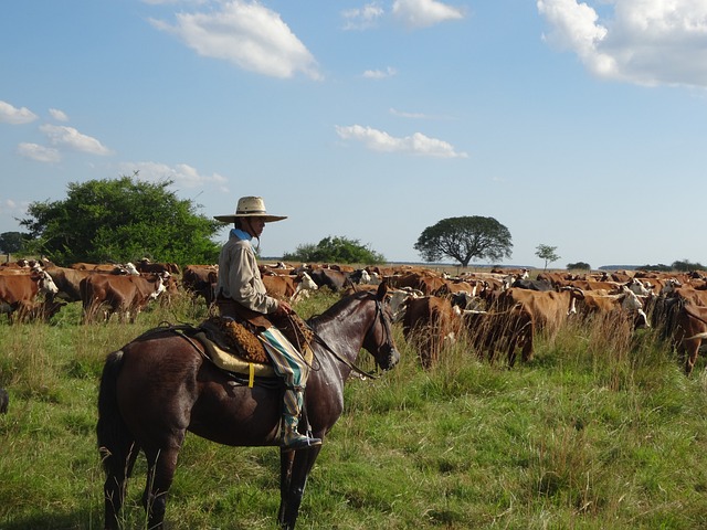 Gauchos