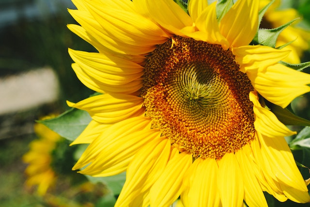 Facts About Sunflowers