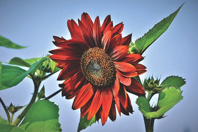 red sunflower