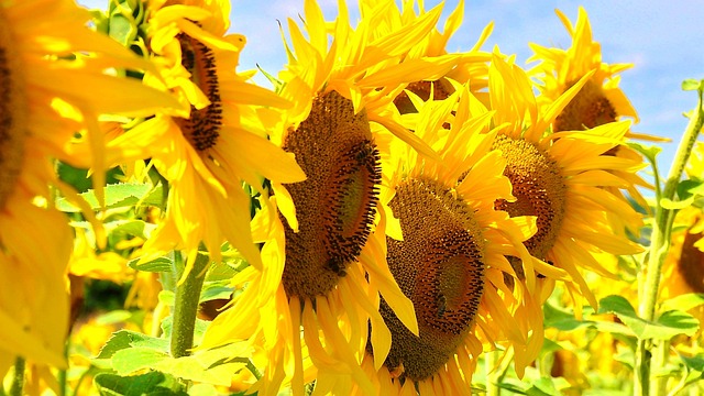 Sunflower Heads: Nature's Compass