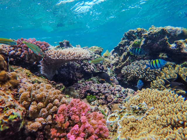 coral reef
