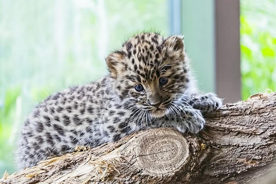 Amur leopard cub