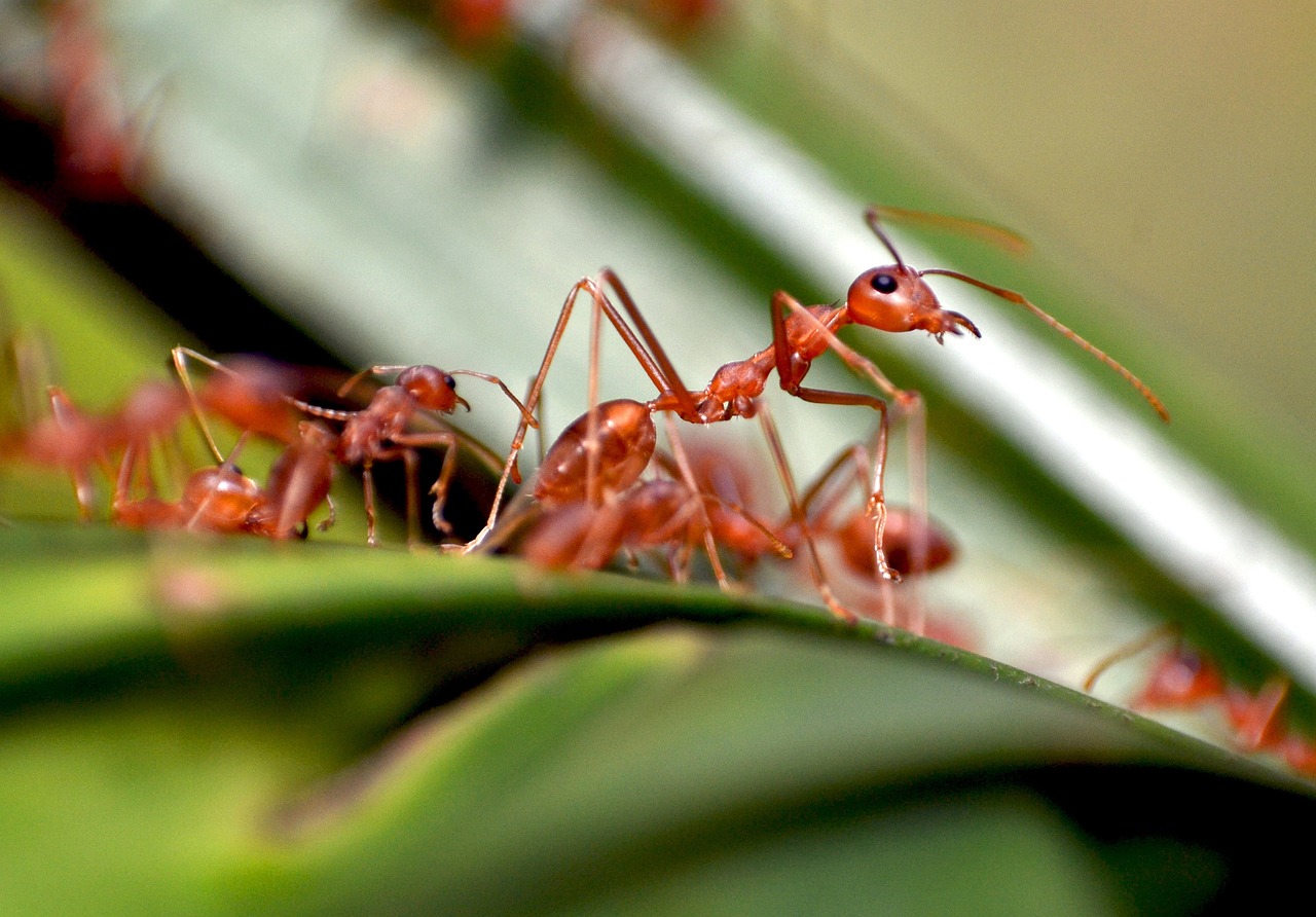 Fun And Fascinating Facts About Ants (The Best 60)
