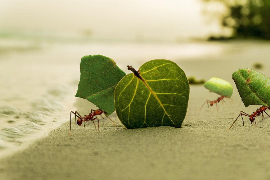 Leafcutter ants