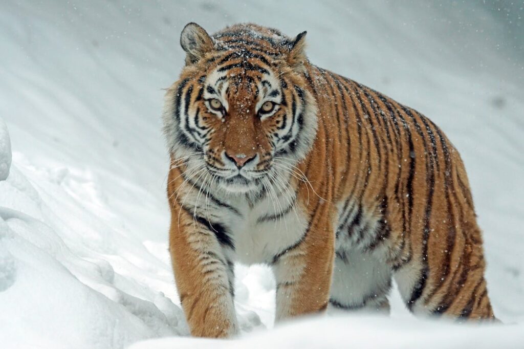 Amur tiger