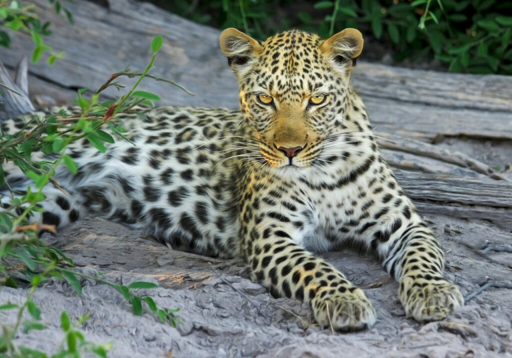 leopard