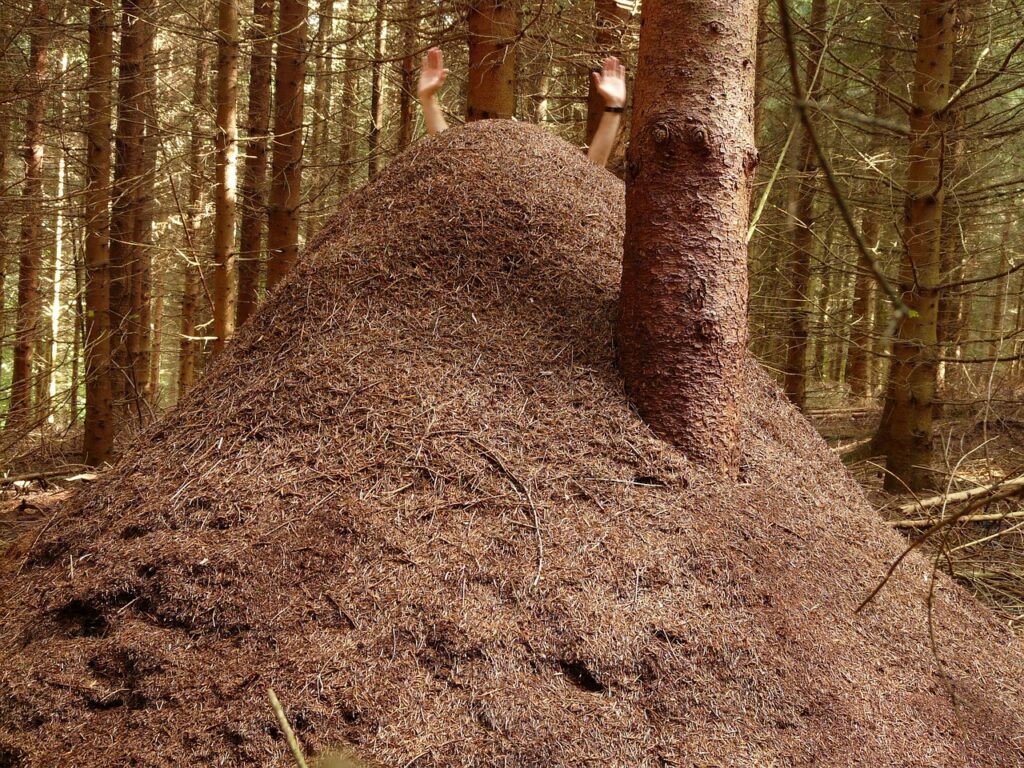 Ant Nests