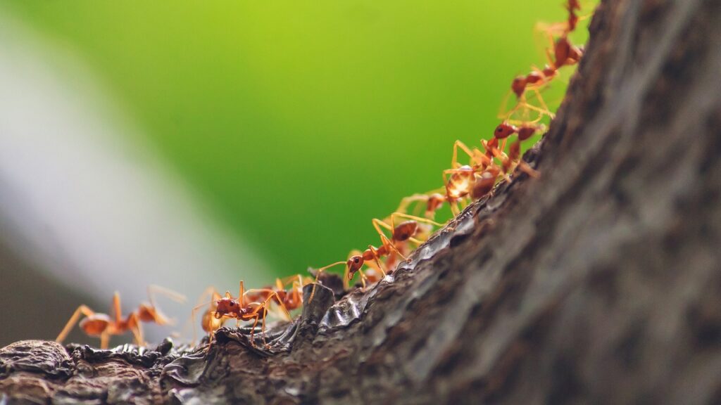 Facts About Ants