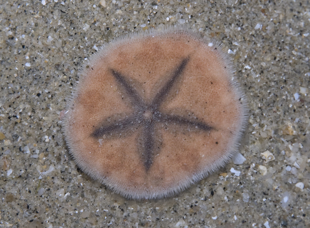 sand dollar 