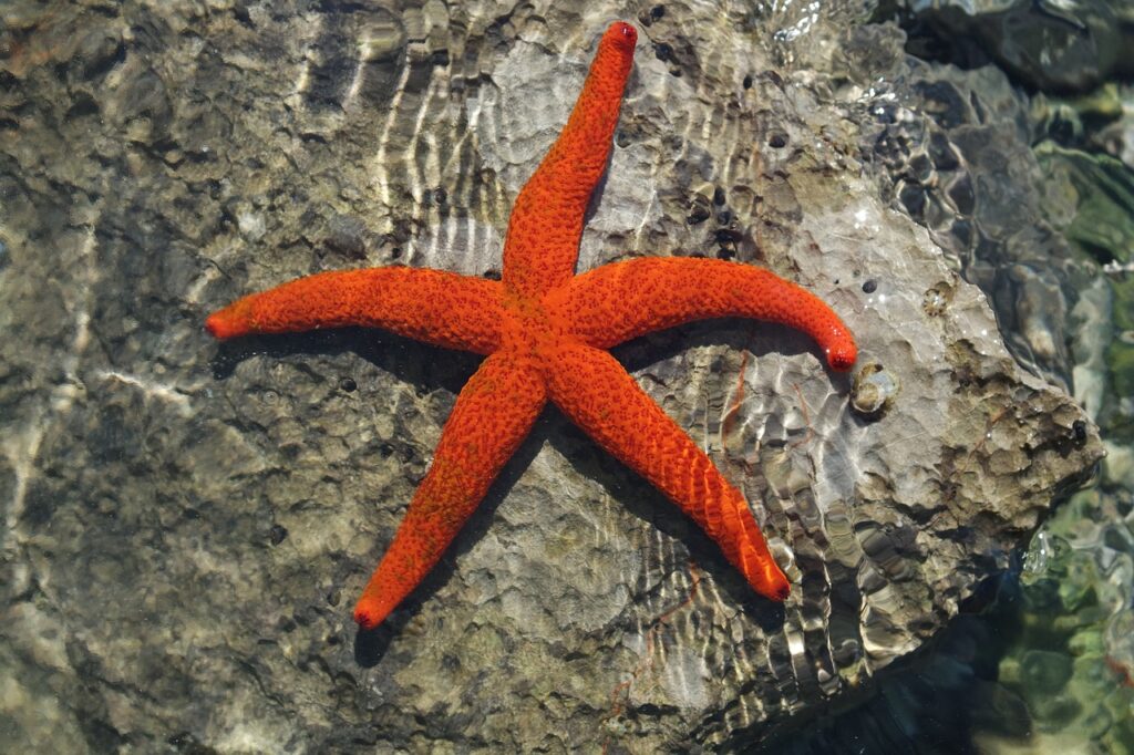 facts about starfish