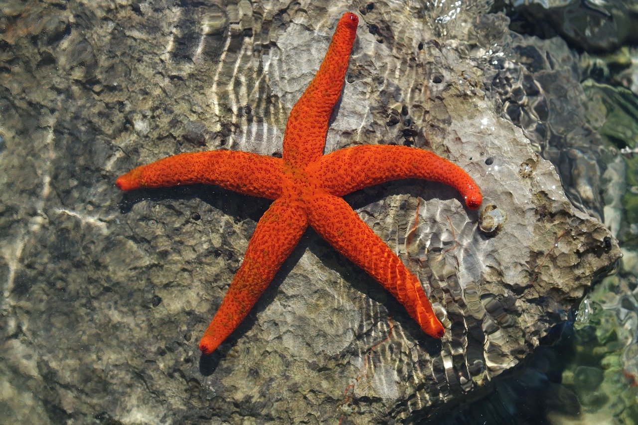 But Starfish Genuine Plus Awesome Fun Facts About Starfish (The Best 20)
