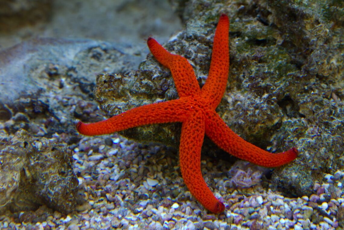 starfish