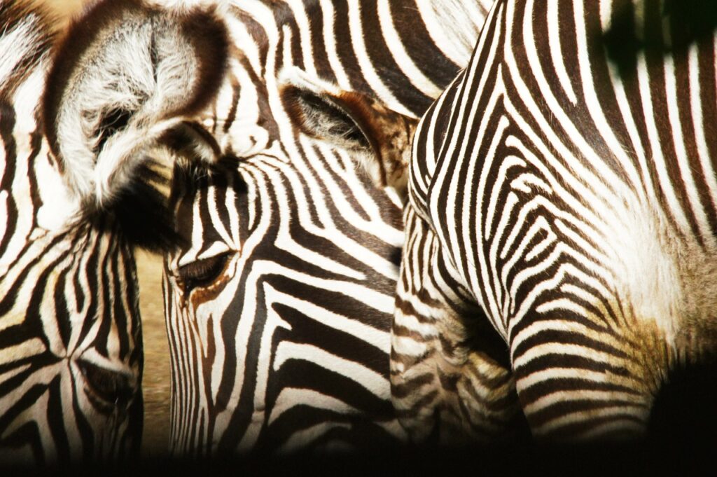 zebras' stripes