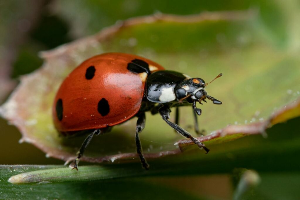 average ladybug