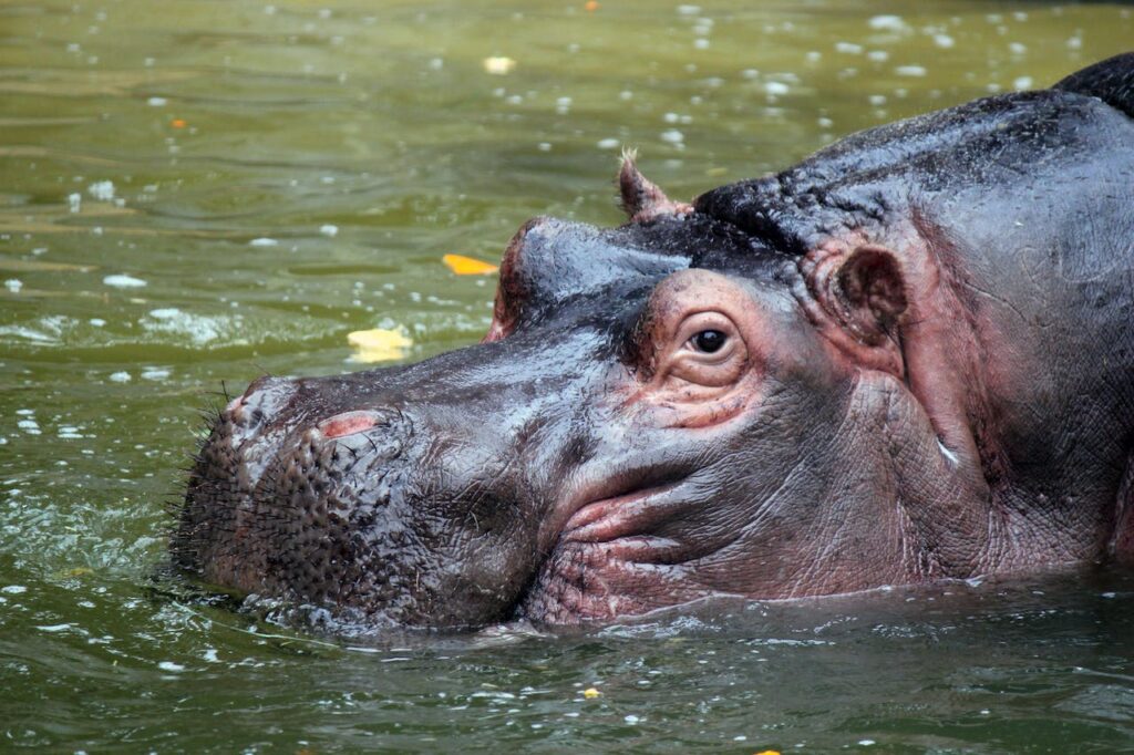 The common hippopotamus