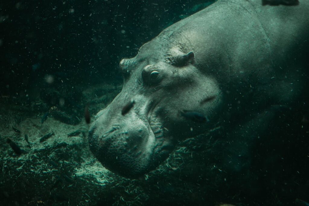 Hippo Populations