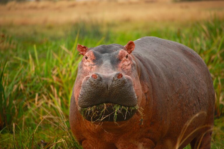 83 Interesting Facts About Hippos: (The Best Guide)