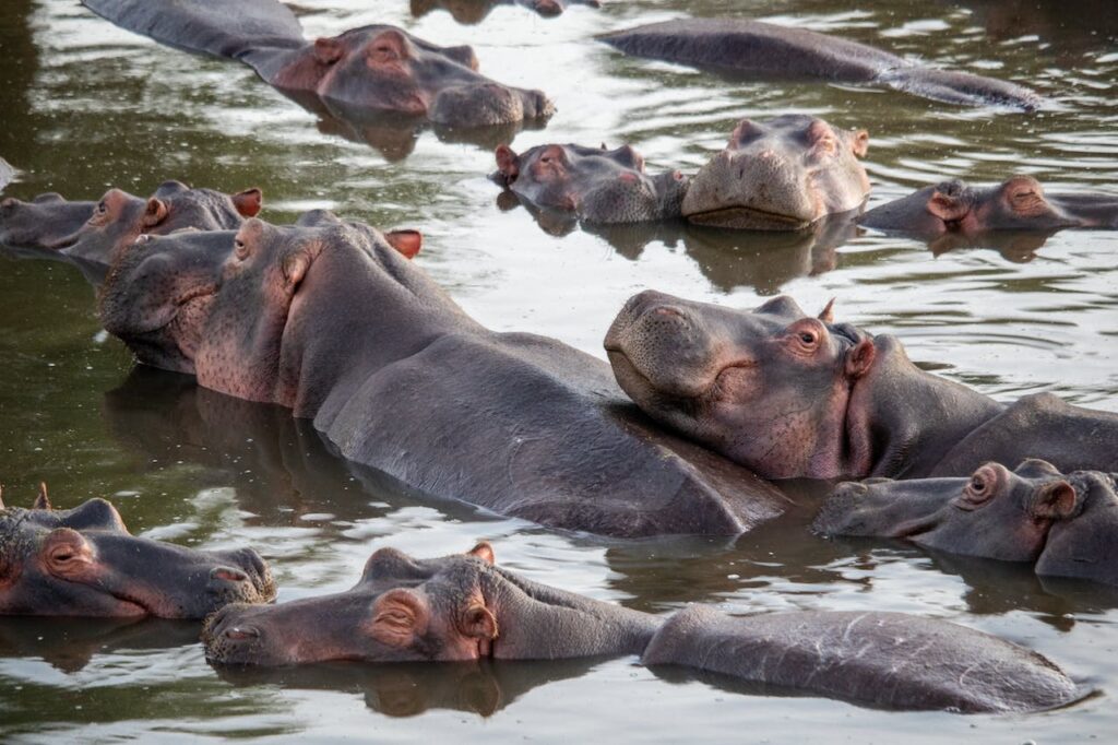 The name hippopotamus