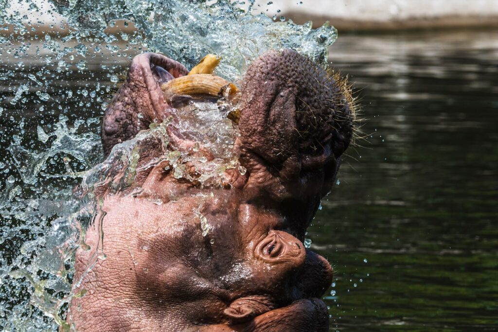 Challenges Facing Hippos