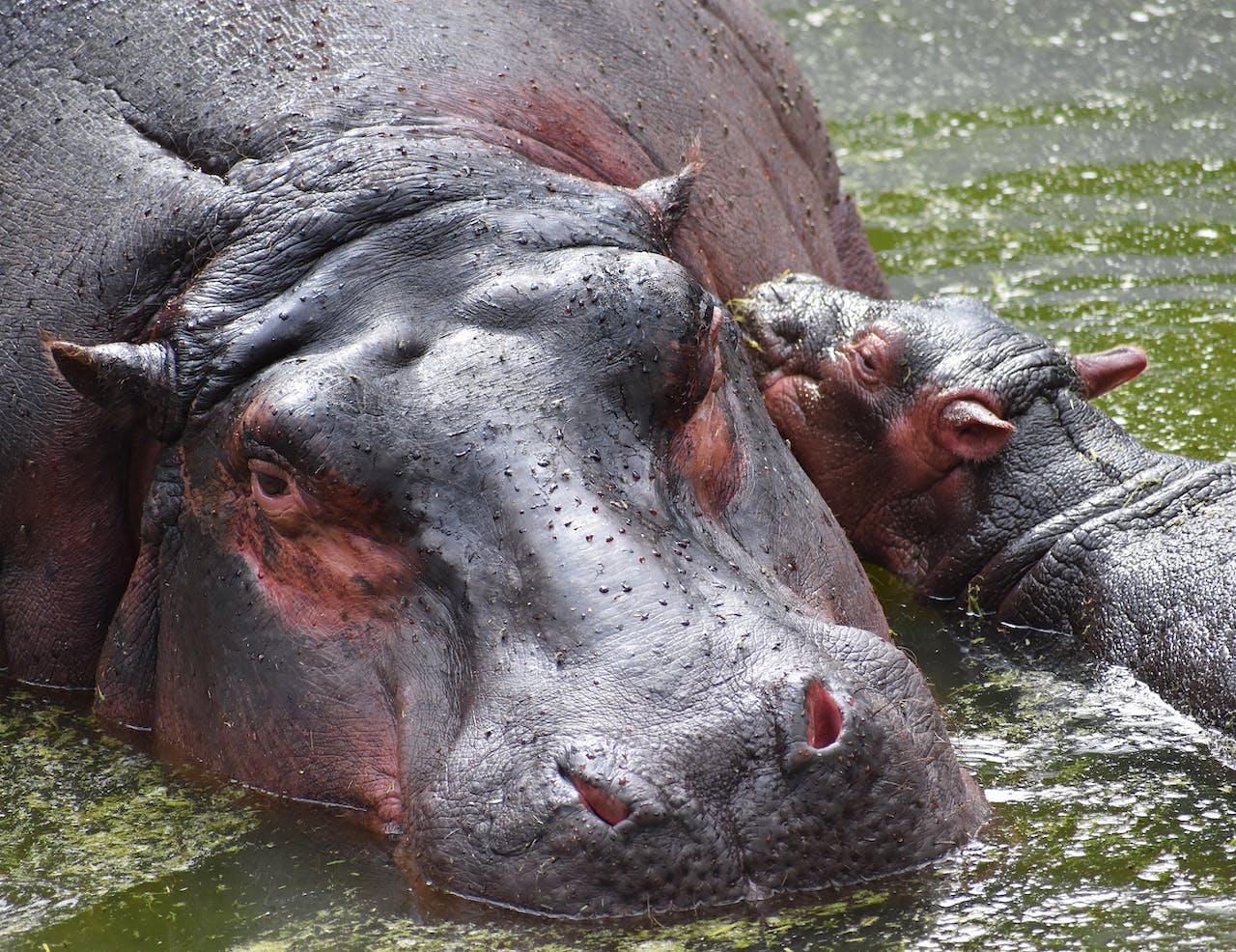 83 Interesting Facts About Hippos The Best Guide