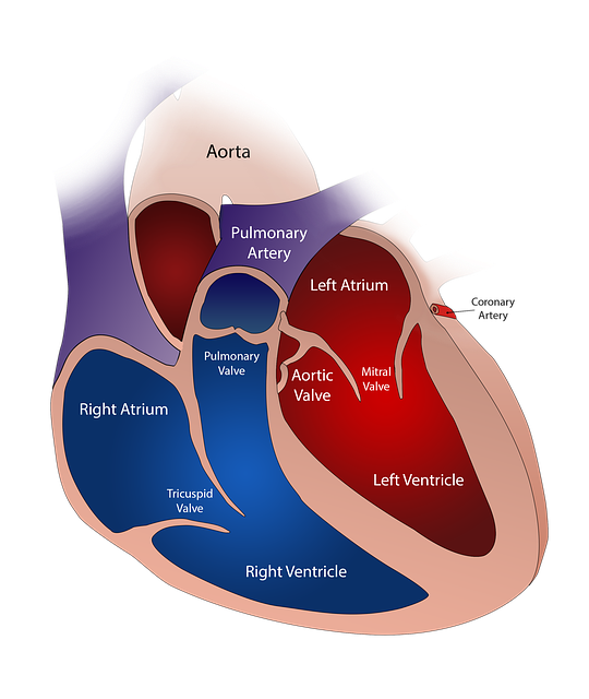 Heart Valve Circulatory