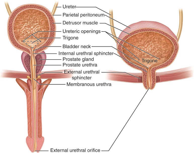 Male and female urinary tract