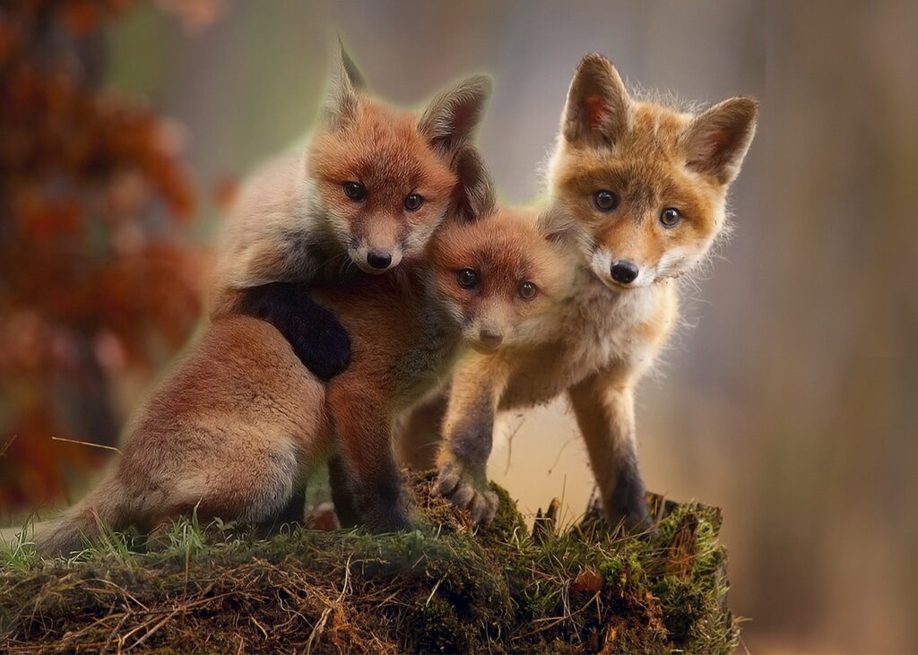 fox cubs