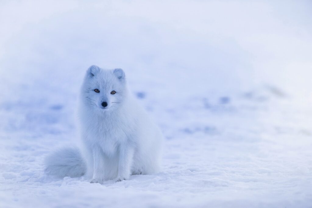 white fur