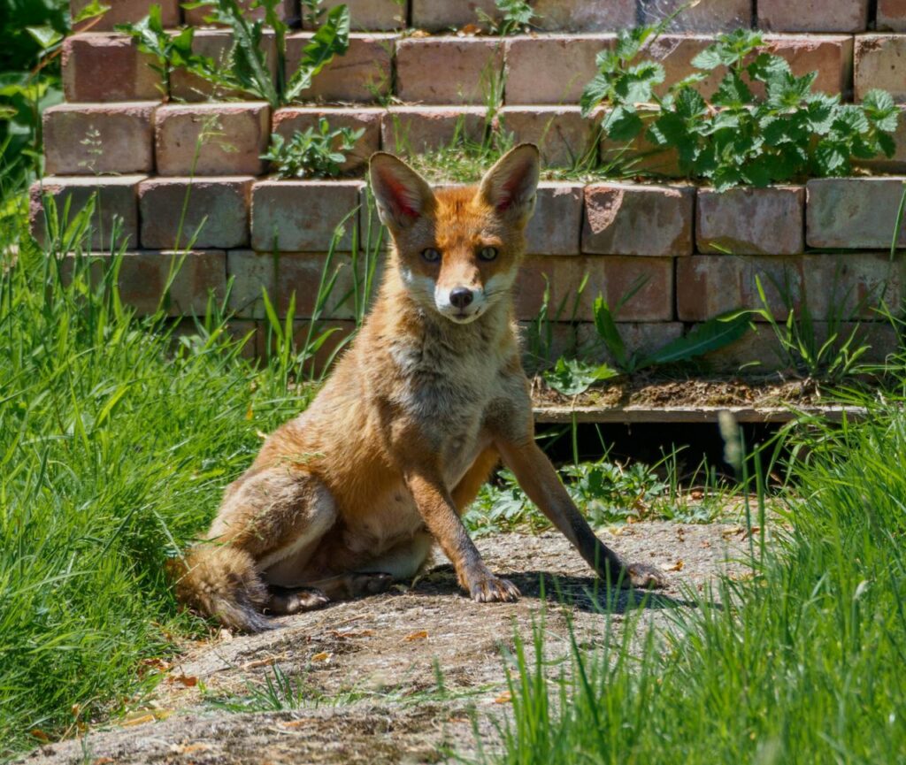 Red Fox Sitting on Grass
