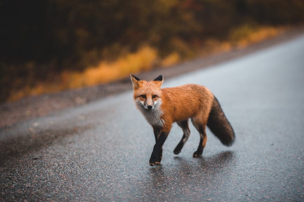 Fluffy fox