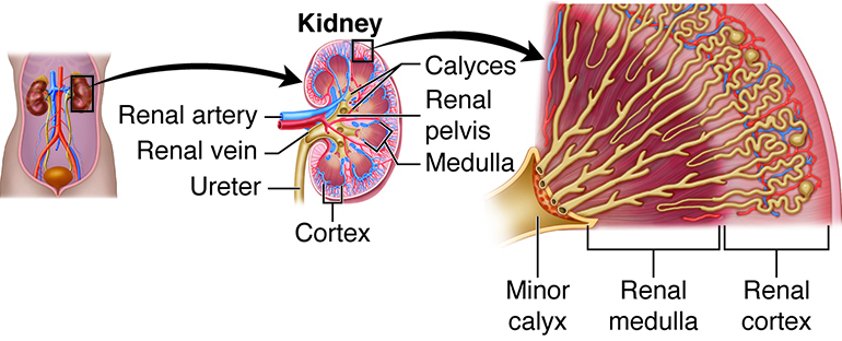 kidney