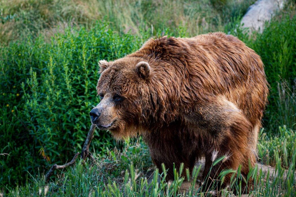 Grizzly bears